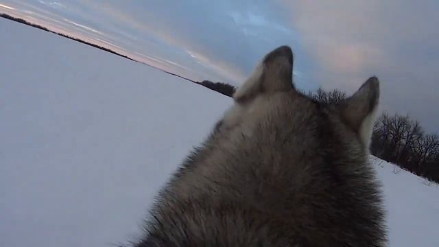 Гуляем с Хаски. Шлейка для ActionCam.