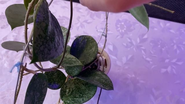 Хойя акута ЕПС 997( Hoya Acuta EPC 997). Тот случай, когда хочется сделать 20 дублей ? смотреть онлайн