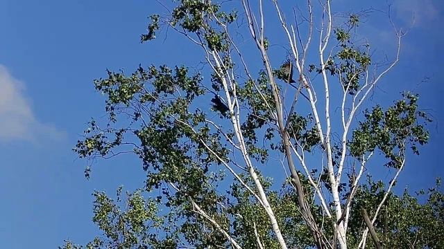 Отстрел вредителей с Leshiy2 и немного полезной информации./Pestcontrol  Leshiy2 + Some Useful Info