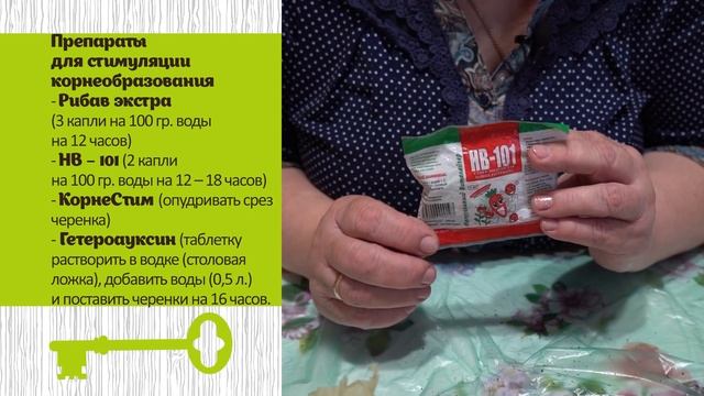 БЕСПЛАТНЫЕ САЖЕНЦЫ ПОСЛЕ ОБРЕЗКИ. Выращиваем к весне новые растения смотреть онлайн