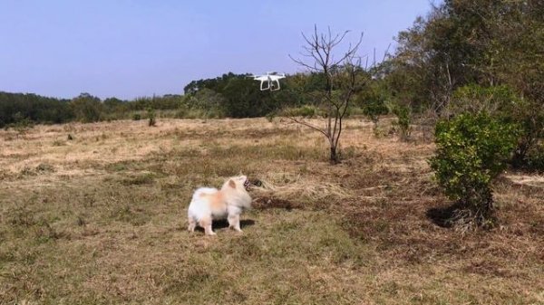 Chow Chow chasing drone.