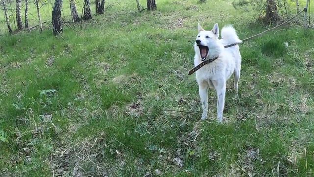 Лайма прощай/Год как день/