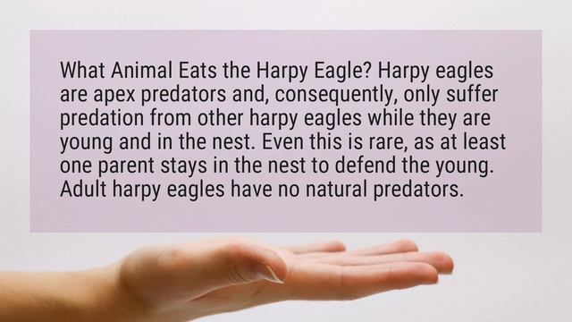 What eats the harpy eagle? смотреть онлайн