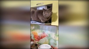 ?Коты 2022 смешные котики. ?Приколы с котами до слез. Я СМЕЯЛСЯ ПОЛЧАСА ?Funny cats tiktok 2022-202