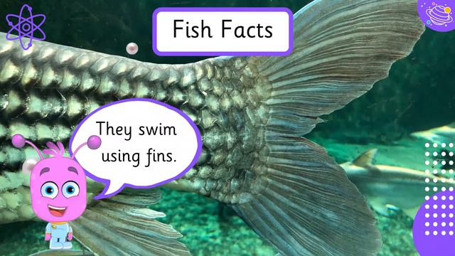Classifying Animals KS1 | Mammals And Fish