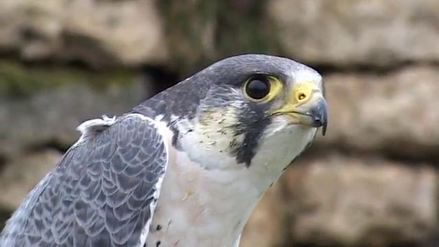 Соколиная охота смотреть онлайн