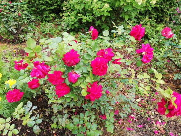 РОЗА Л.Д.БРЕЙТВЕЙТ. ОБЗОР смотреть онлайн