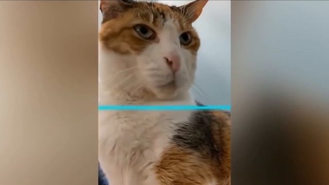 Time Warp Scan Animals 2022 ? смотреть онлайн