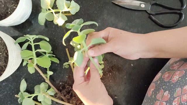 Мията гүлін жасарту. Үй гүлдерінің күтімі. Бөлме гүлдерін күтіп баптау. ГҮЛДЕР ӘЛЕМІ. ҮЙ ГҮЛДЕРІ. смотреть онлайн