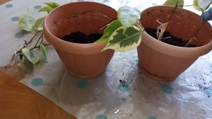 Посадка черенков фикуса Бенджамина.