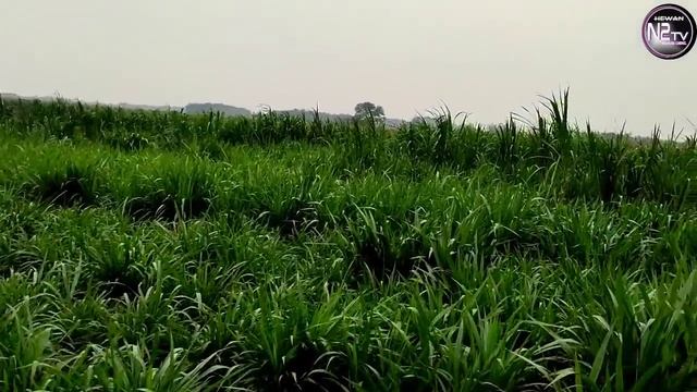 Cara Agar Sukses Ternak Kambing || Ini Gratis, Kuliah Mahal, Ternak Kamu Takut