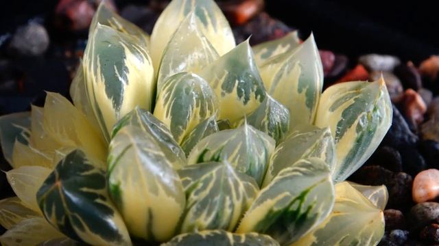Haworthia obtusa Corazon 4K video смотреть онлайн