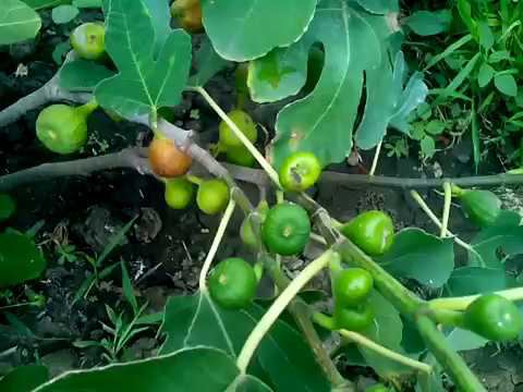 Лучшие сорта инжира смотреть онлайн