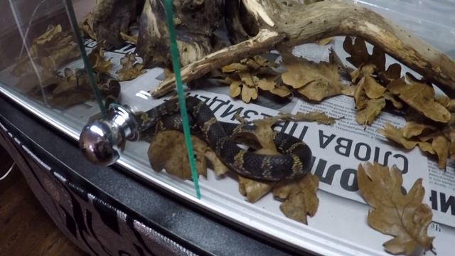 Амурский полоз ( Elaphe schrenkii )♂ Террариум 75х50х50 смотреть онлайн