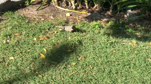 Не кормите крокодилов смотреть онлайн