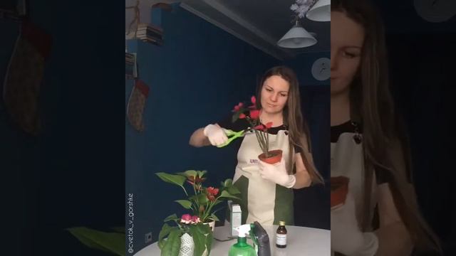 Пуансеттия. Обрезка после цветения смотреть онлайн