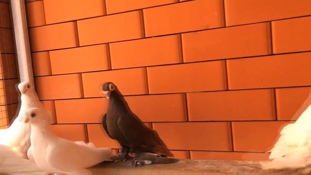АРМАВИРСКИЕ КОРОТКОКЛЮВЫЕ БЕЛЫЕ ГОЛУБИ / PIGEONS / TAUBE смотреть онлайн