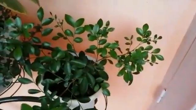 Мои комнатные растения. смотреть онлайн