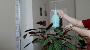 Ктенанта Оппенгейма (калатея): уход в домашних условиях. Рассказываю, почему сохнут листья