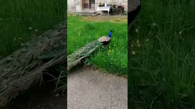 Чем питаеться павлин смотреть онлайн