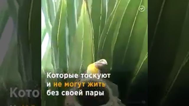 Самые преданные птицы смотреть онлайн