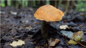 Грибная разведка 26 августа 2022 Всеволожский район