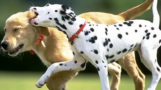 Los Manolos-Amigos para siempre смотреть онлайн