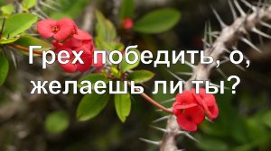 Грех победить, о желаешь ли ты