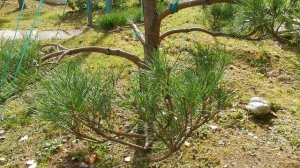 НИВАКИ из сосны. Фиксируем ветки на сетку. Удаляем хвою.