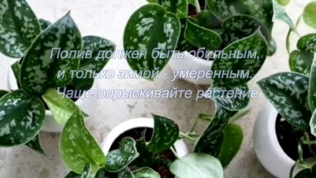 Растение для темной комнаты. СЦИНДАПСУС смотреть онлайн