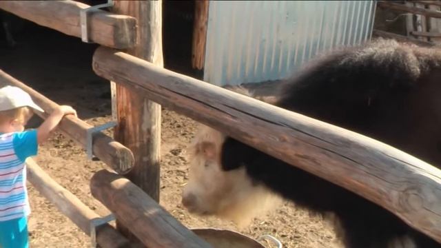 Частный зоопарк в Барнауле (часть 2) смотреть онлайн