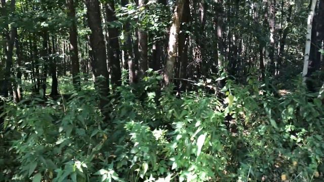 Красота природы Марий Эл. Коп у реки. Нашли крестик.Ходим с металлоискателем. Жизнь за городом. смотреть онлайн