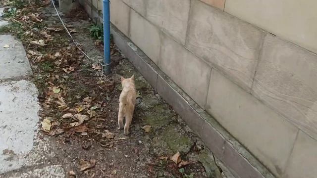 Кошка ловит и кормит котят...приютила котёнка... смотреть онлайн