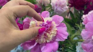 Лучшие российские сорта пионов на выставке клуба Цветоводы Москвы.  12 июня 2024