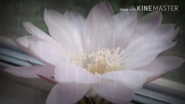 Цветение кактуса смотреть онлайн