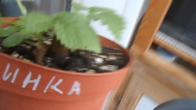 Малина из коробки спустя 3 недели. смотреть онлайн