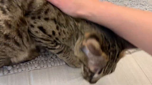 Happy Cat Zara Has The Cutest Meows And Purrs! #cats #cute смотреть онлайн