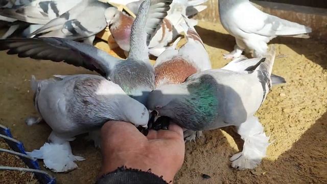 Кормлю голубей семечками с руки смотреть онлайн