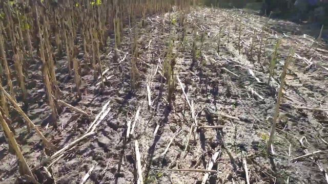 Розпочали жнива 2021! Міряємо натуру Си Бакарді!! смотреть онлайн