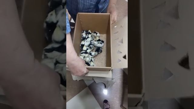 Вот так мне отправляли цыплят Пушкинской породы!!!