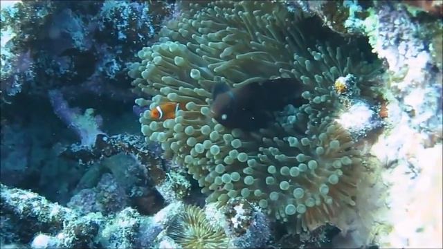 Great Barrier Reef on the Ocean Quest Dec 2016 смотреть онлайн