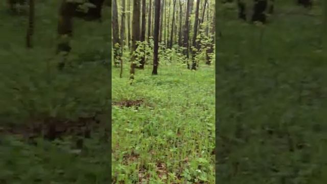 Прогулка в дождик, босиком, в раннее утро,в в весеннем лесу смотреть онлайн