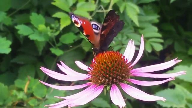 Бабочки. Павлиний Глаз и Крапивница смотреть онлайн