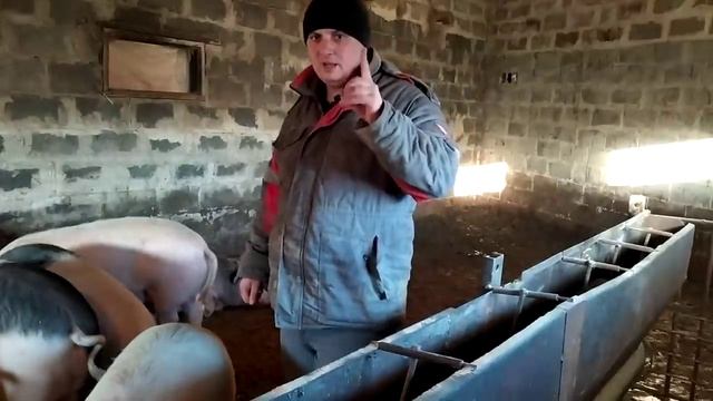 Дешёвый и Хороший Корм для Откорма Свиней смотреть онлайн