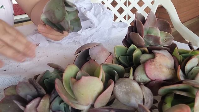 CHEGOU AS SUCULENTAS DA PLANTAS DA JANA . смотреть онлайн