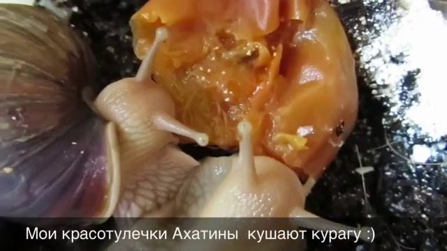 Ахатины любят курагу смотреть онлайн