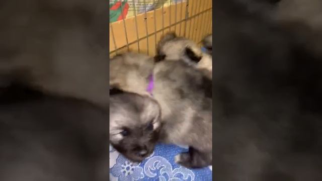 Пушистики! Немецкий Вольфшпиц/Кеесхонд смотреть онлайн