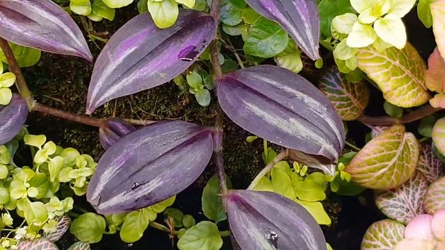 Tradescantia Zebrina Burgundy Flowering In Paludarium