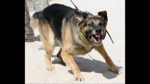 Правила поведения человека при встрече с агрессивной бродячей собакой#собаки #агрессия