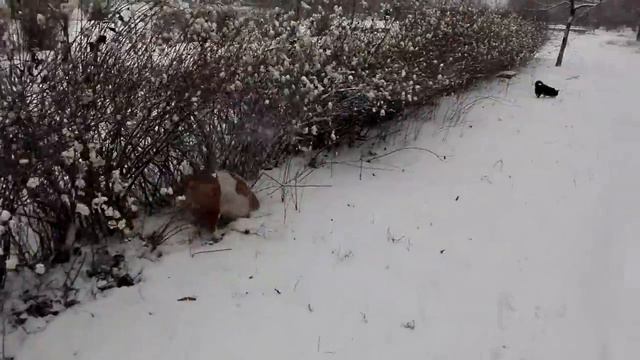 Бульдог Франька и чесалка смотреть онлайн